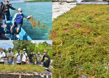 Pempus Tetapkan Kabupaten Malra Sebagai Kampung Budidaya Rumput Laut