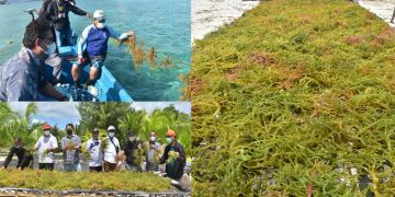 Pempus Tetapkan Kabupaten Malra Sebagai Kampung Budidaya Rumput Laut