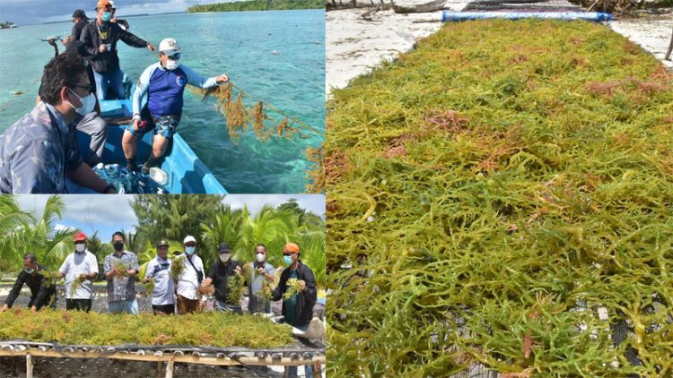 Pempus Tetapkan Kabupaten Malra Sebagai Kampung Budidaya Rumput Laut