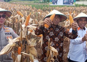 Polres Tual Panen Jagung, Wali Kota Renuat: Inovasi Luar Biasa untuk Kesejahteraan Rakyat