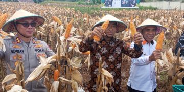 Polres Tual Panen Jagung, Wali Kota Renuat: Inovasi Luar Biasa untuk Kesejahteraan Rakyat