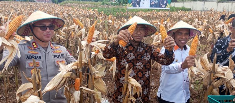 Polres Tual Panen Jagung, Wali Kota Renuat: Inovasi Luar Biasa untuk Kesejahteraan Rakyat