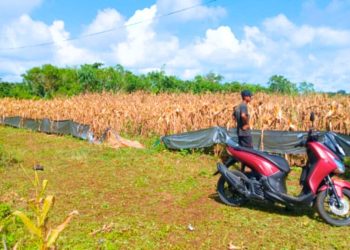 Dari Lahan Balai Ternak ke Nasional: Kota Tual Wakili Maluku Panen Raya Jagung Nasional