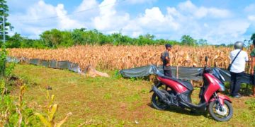 Dari Lahan Balai Ternak ke Nasional: Kota Tual Wakili Maluku Panen Raya Jagung Nasional