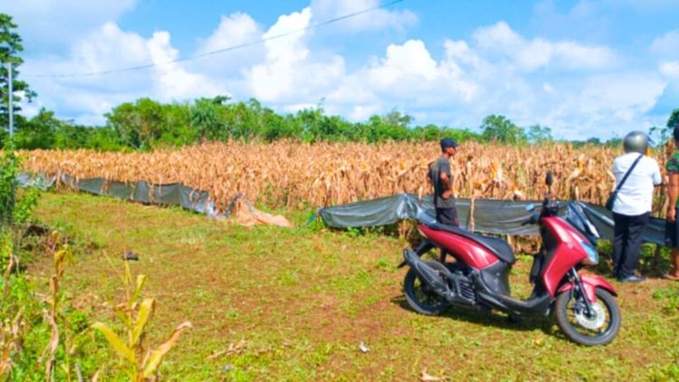 Dari Lahan Balai Ternak ke Nasional: Kota Tual Wakili Maluku Panen Raya Jagung Nasional