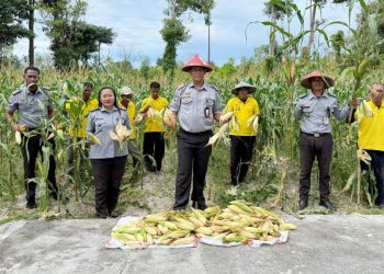 Dua Kali Panen di Juli, Lapas Namlea Buktikan Komitmen Ketahanan Pangan