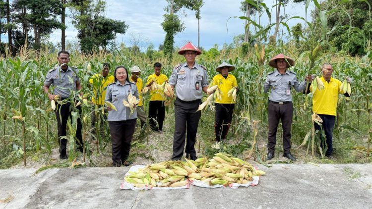 Dua Kali Panen di Juli, Lapas Namlea Buktikan Komitmen Ketahanan Pangan