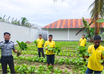 Dari Balik Tembok, Lapas Namlea Wujudkan Swasembada Sayur