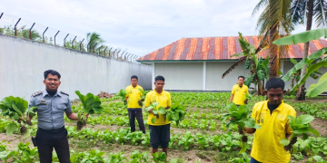 Dari Balik Tembok, Lapas Namlea Wujudkan Swasembada Sayur