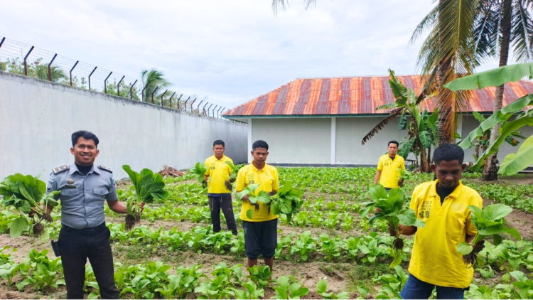 Dari Balik Tembok, Lapas Namlea Wujudkan Swasembada Sayur