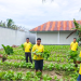 Dari Balik Tembok, Lapas Namlea Wujudkan Swasembada Sayur