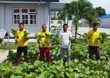 Akhiri Pekan dengan Panen, Lapas Namlea Hasilkan Buncis dan Sawi Melimpah