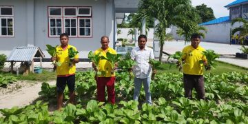 Akhiri Pekan dengan Panen, Lapas Namlea Hasilkan Buncis dan Sawi Melimpah