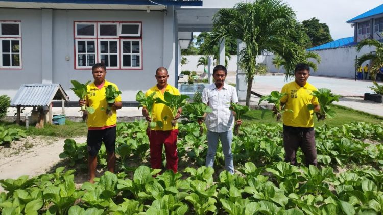 Akhiri Pekan dengan Panen, Lapas Namlea Hasilkan Buncis dan Sawi Melimpah