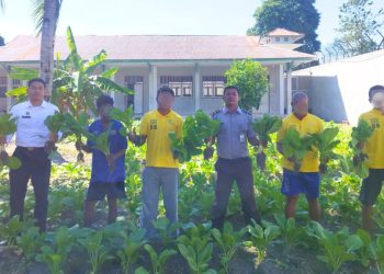 Sayur Sawi Warga Binaan Lapas Namlea Laris di Pasar Lokal
