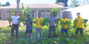Sayur Sawi Warga Binaan Lapas Namlea Laris di Pasar Lokal
