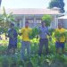 Sayur Sawi Warga Binaan Lapas Namlea Laris di Pasar Lokal