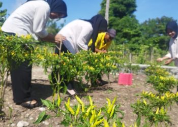Cabai SAE Lapas Namlea Kembali Diburu, Panen Perdana Langsung Diorder Pedagang