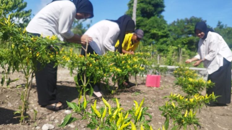 Cabai SAE Lapas Namlea Kembali Diburu, Panen Perdana Langsung Diorder Pedagang
