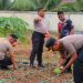 Polres Tual Optimalkan Lahan Lewat Program Penanaman Jagung