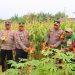 Panen Jagung 1 Hektare, Polres Tual Dukung Swasembada Pangan 2026