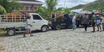 PT Dabe Beaute Salurkan 11 Ekor Sapi Kurban untuk Warga di Kabupaten Buru