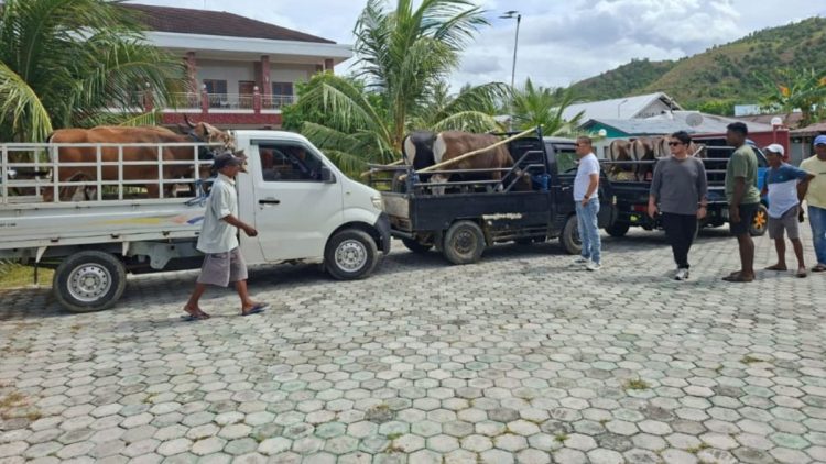 PT Dabe Beaute Salurkan 11 Ekor Sapi Kurban untuk Warga di Kabupaten Buru
